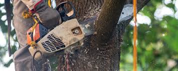 How Our Tree Care Process Works  in  Frankston, TX