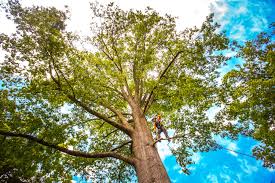 Best Tree Disease Treatment  in Frankston, TX