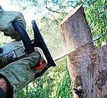 Best Storm Damage Tree Cleanup  in Frankston, TX