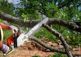 Best Tree Health Inspection  in Frankston, TX