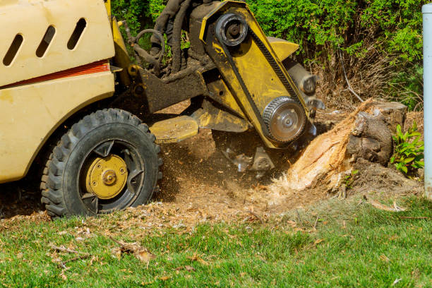 Best Lawn Dethatching  in Frankston, TX
