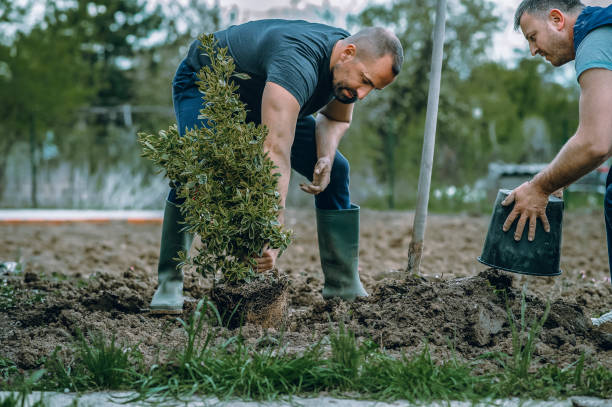 Best Organic Lawn Care Solutions  in Frankston, TX