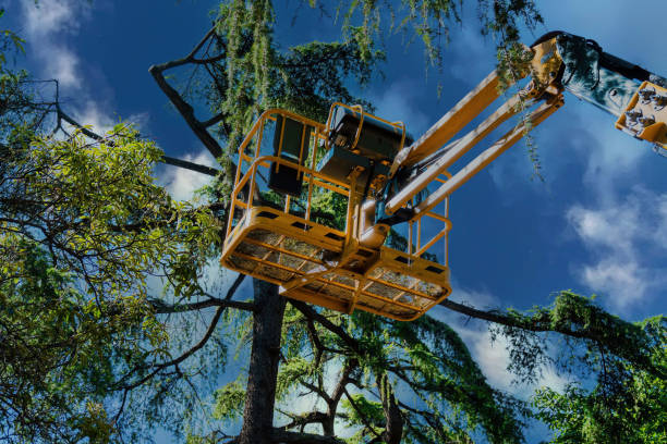 Best Hazardous Tree Removal  in Frankston, TX