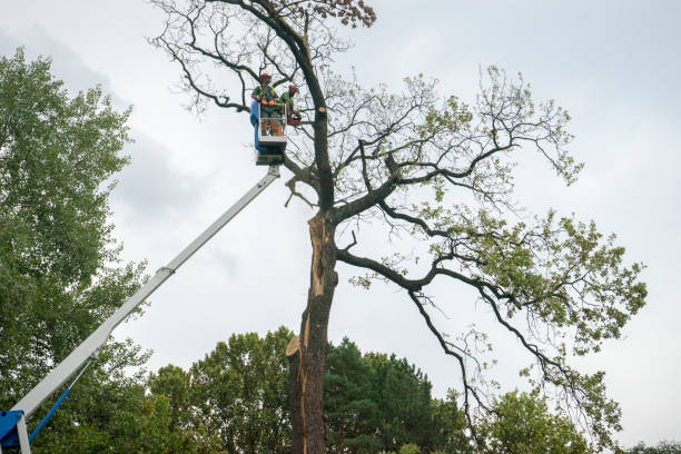 Frankston, TX Tree Services Company