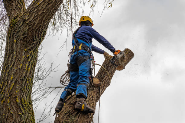 Best Tree Removal  in Frankston, TX