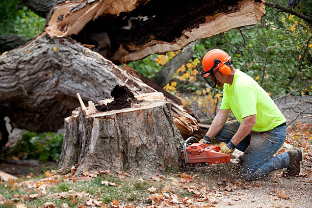 Best Root Management and Removal  in Frankston, TX