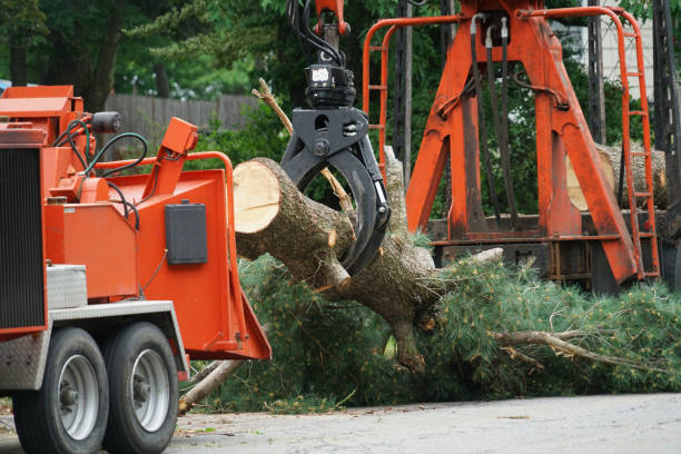 Best Pest Control for Lawns  in Frankston, TX