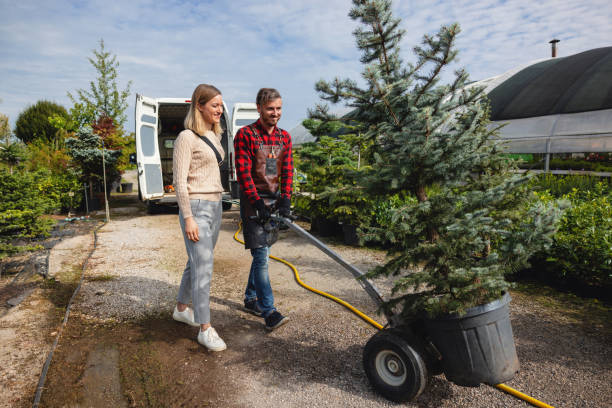 Best Lawn Drainage Solutions  in Frankston, TX