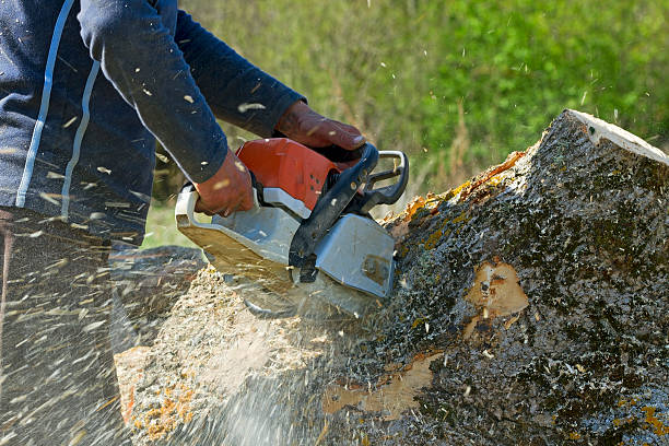 Seasonal Cleanup (Spring/Fall) in Frankston, TX